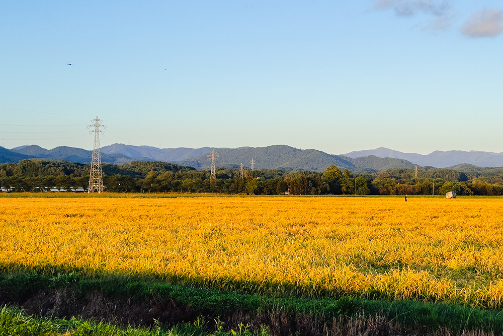 夏にそびえる北海道の鉄塔 100基　鉄塔写真