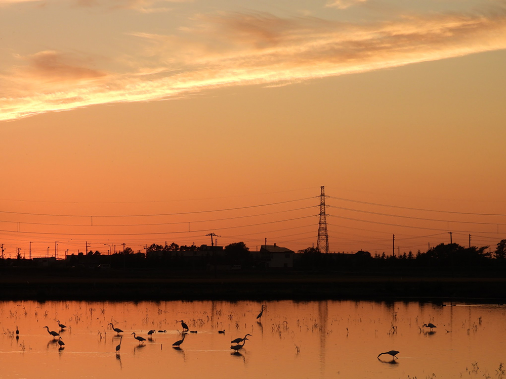 夏にそびえる北海道の鉄塔 100基　鉄塔写真